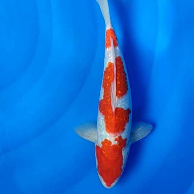 Kohaku ginrin f1 original