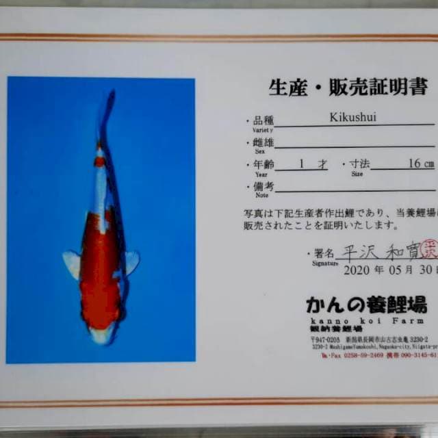Kikushui serti Jepang