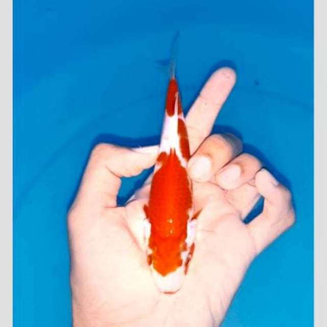 Kohaku merah 20bu original