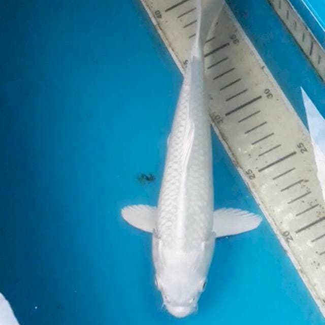Paltinum