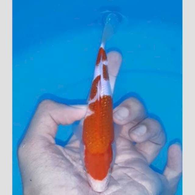 Super kohaku 20bu bulky