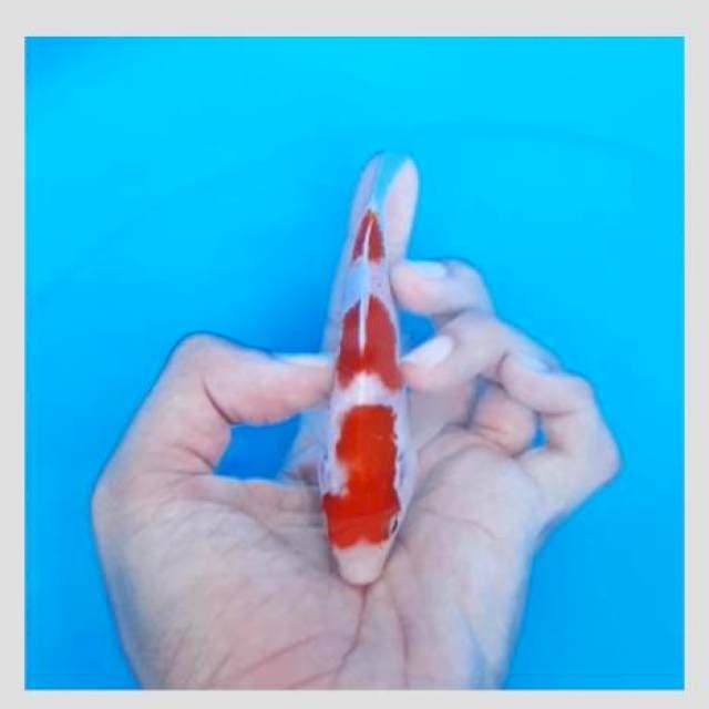 Super red kohaku 15cm original