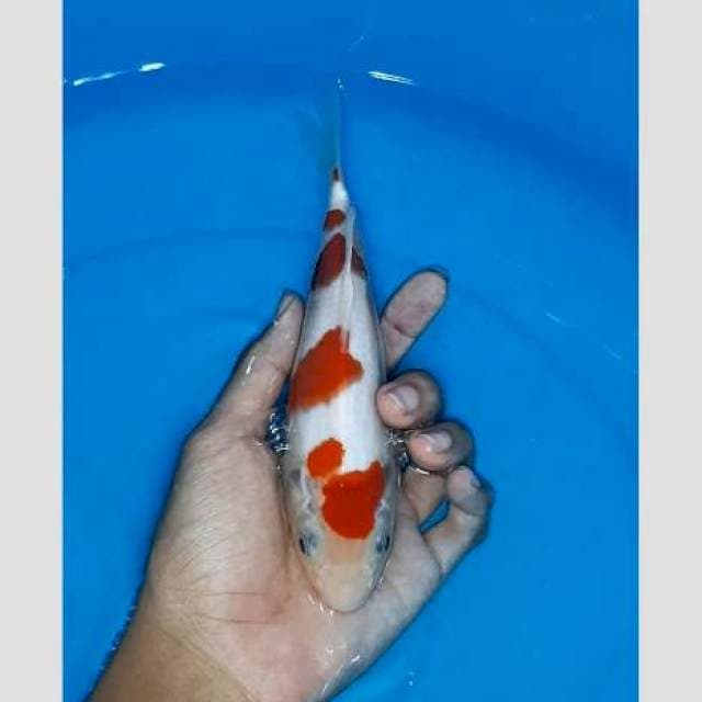 100% original merah darah putih susu 30bu