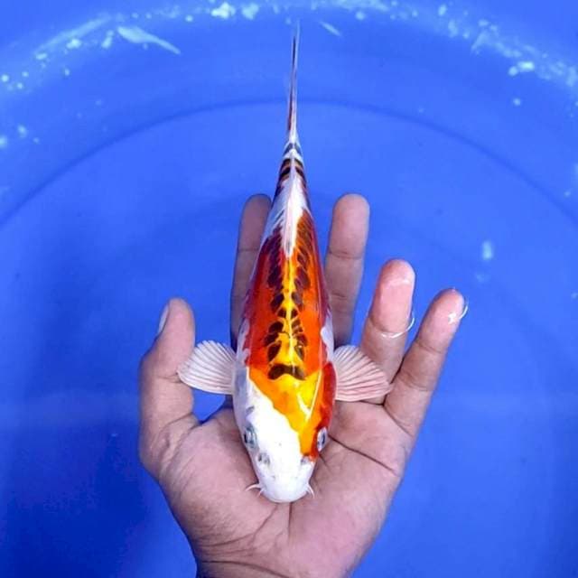 kojaku doitsu : 21 cm