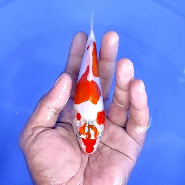 doitsu kohaku : 15 cm