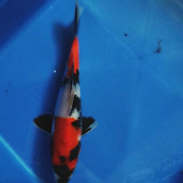 Showa HQ 24cm