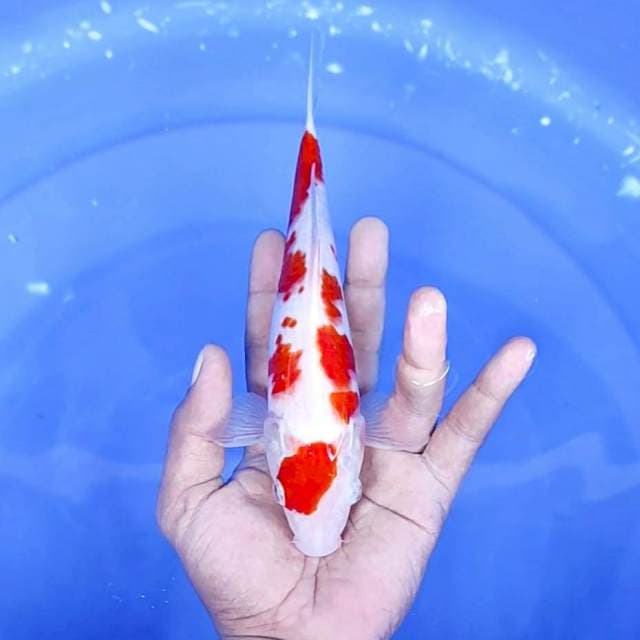 kohaku : 22 cm