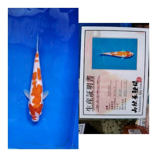 Kohaku YAMAMATSU serti