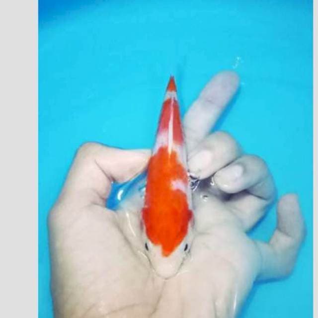 Kohaku 3step cakep 15cm