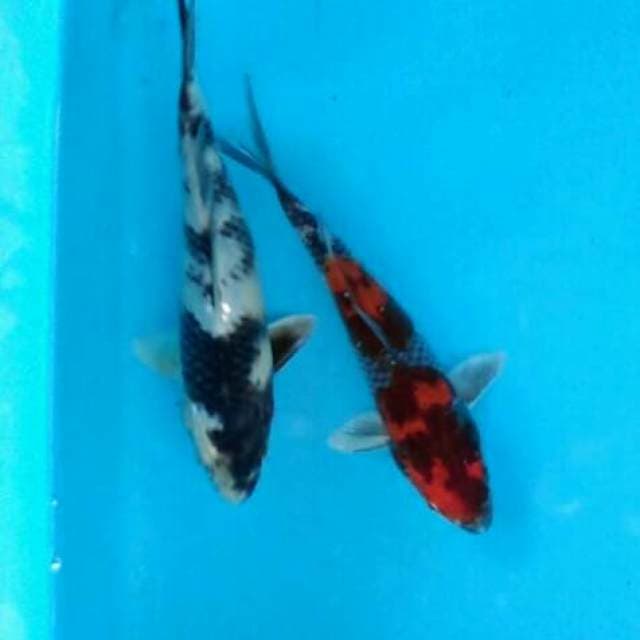Kin showa/shiro (hikari)