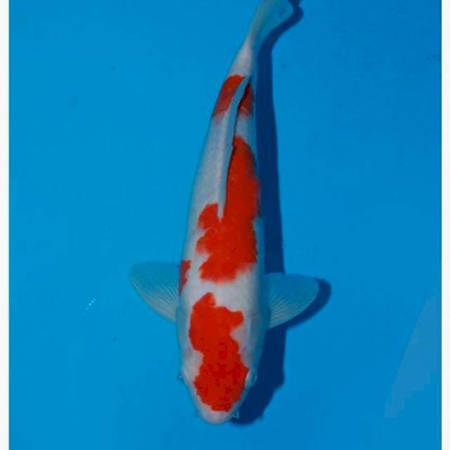 Kohaku f1 30cm sq , baby face