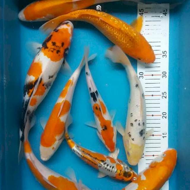 Mix koi 9 ekor