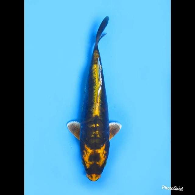 25cm male , Kinkabuto Doitsu Murni