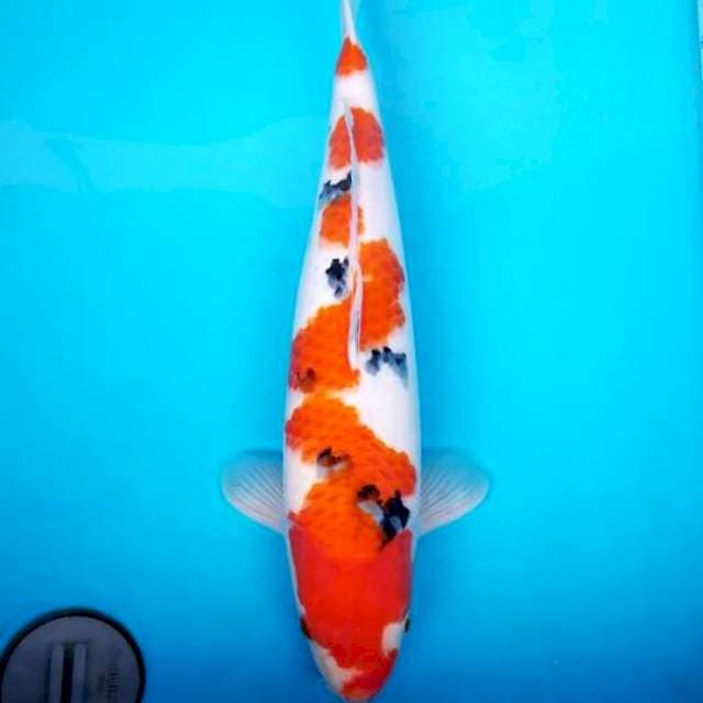 SANKE 45 CM FEMALE