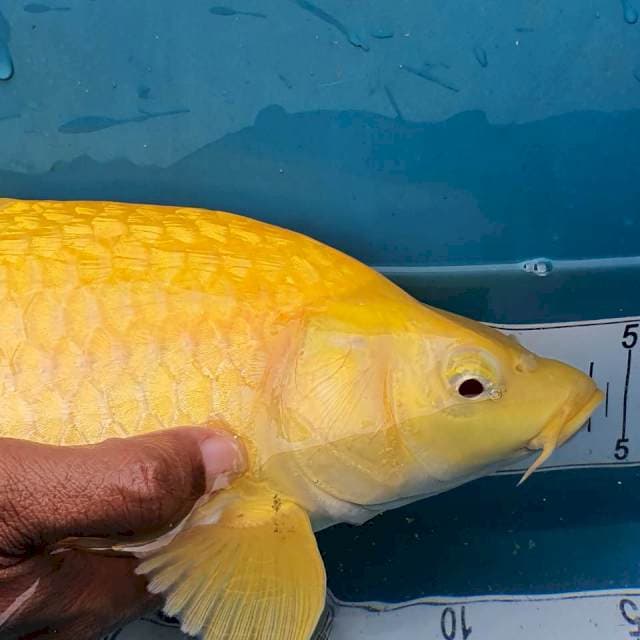 Karasi Ginrin Mata Merah