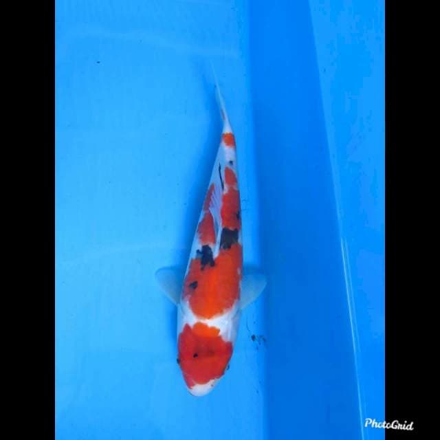 27cm Male , Maruten Sanke Tategoi