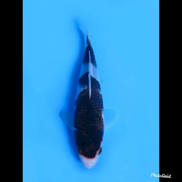 20cm Male , Nidan Budo Goromo