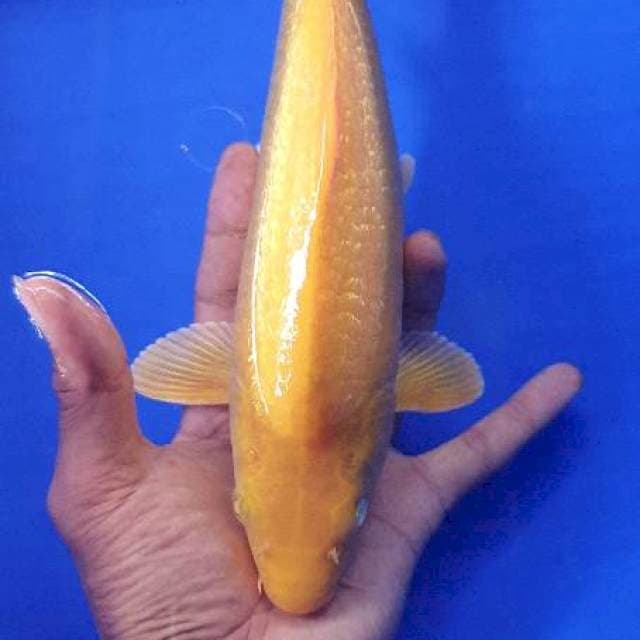 Karasi ginrin ful
