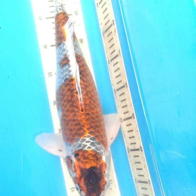 42 cm Male Koromo Asagi