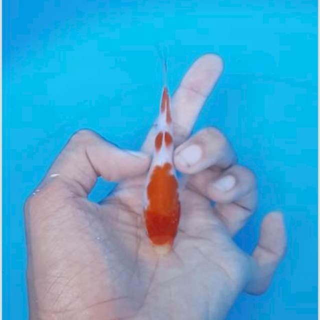 Kohaku original pola keren 15cm