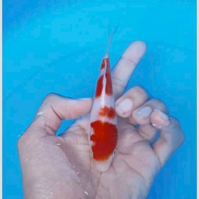 Kohaku bulky 15cm