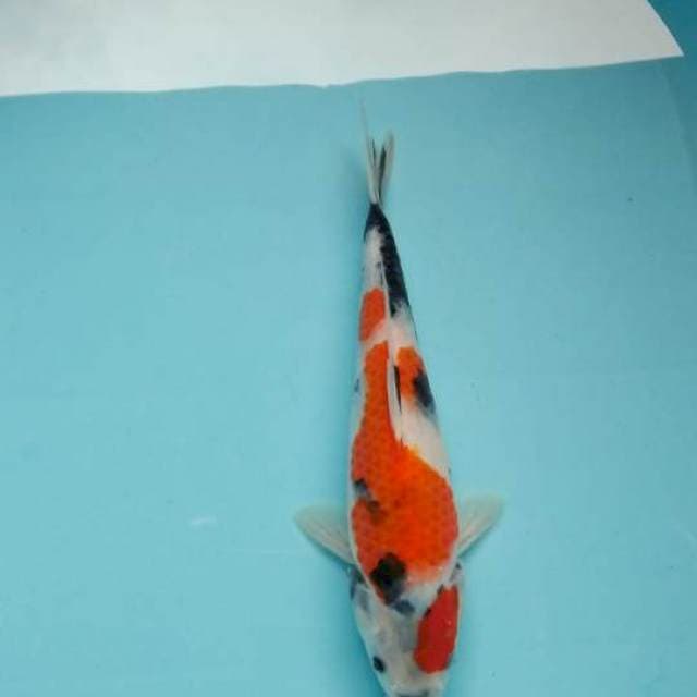 Showa tategoi