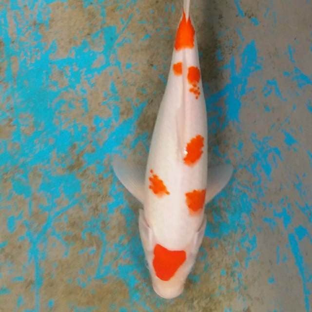 Maruten 37cm