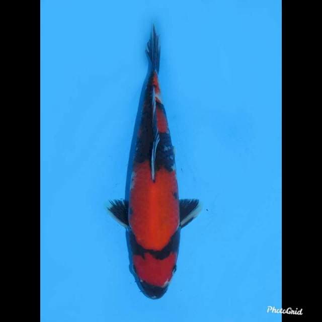 28cm male , Strong Showa