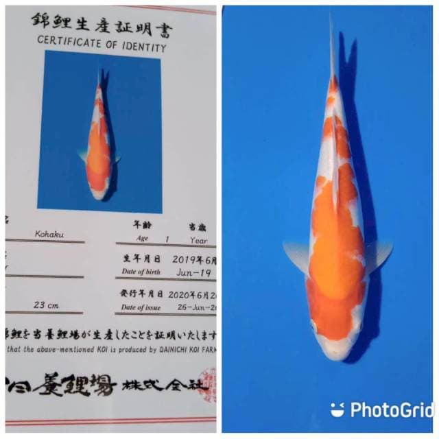 Kohaku import dainichi farm