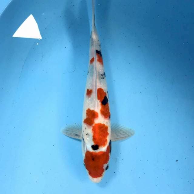 Showa, 31 cm