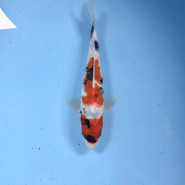 Showa Ginrin, 23 cm