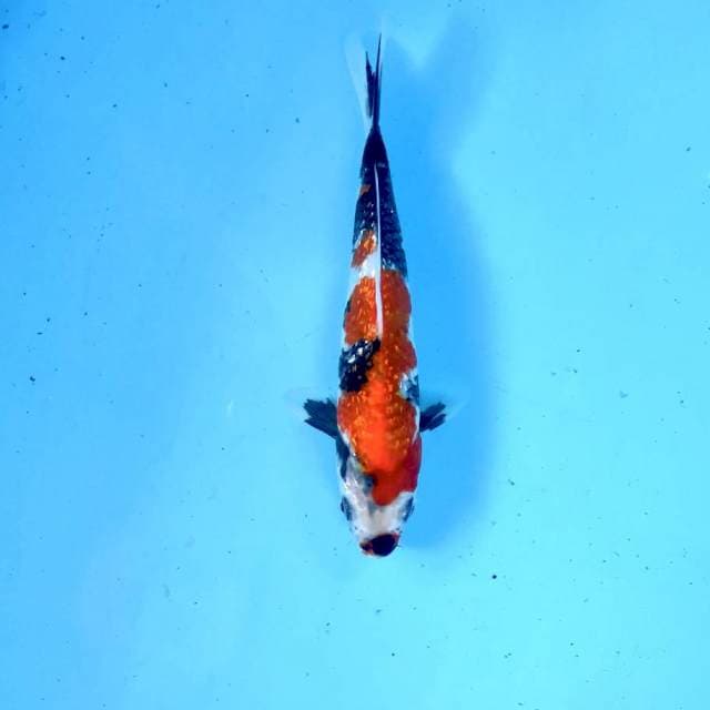 Showa Ginrin, 20 cm