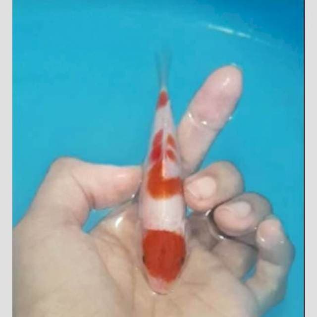 Kohaku grade A obral aja..15cm