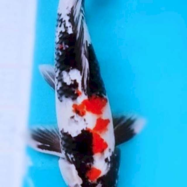 Showa 38cm
