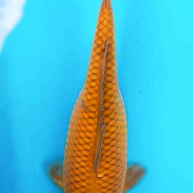 Cagoi hamil 40cm