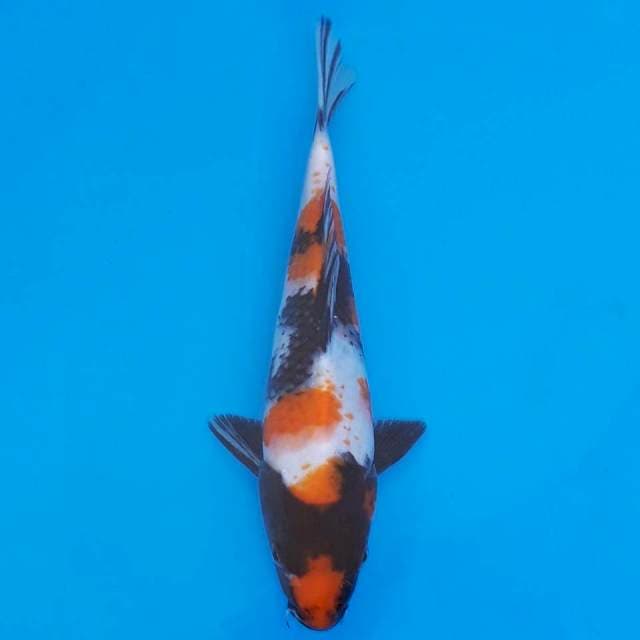 showa 22cm