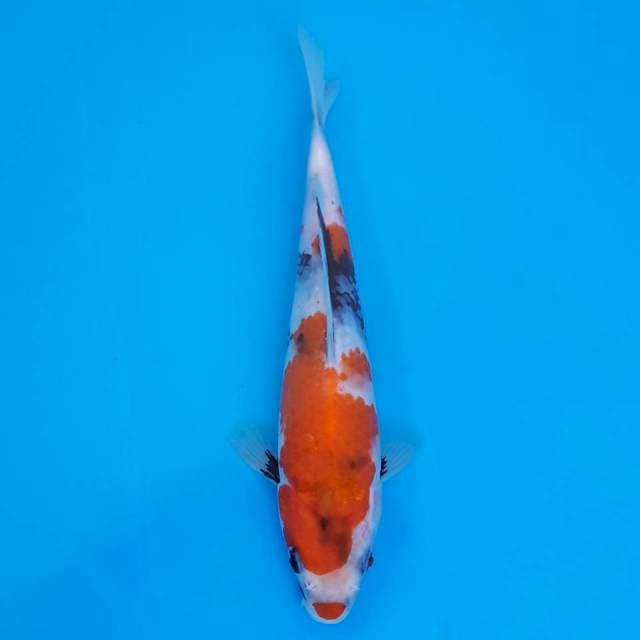 showa 20cm