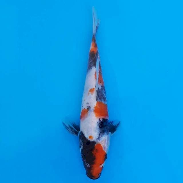 showa 20cm
