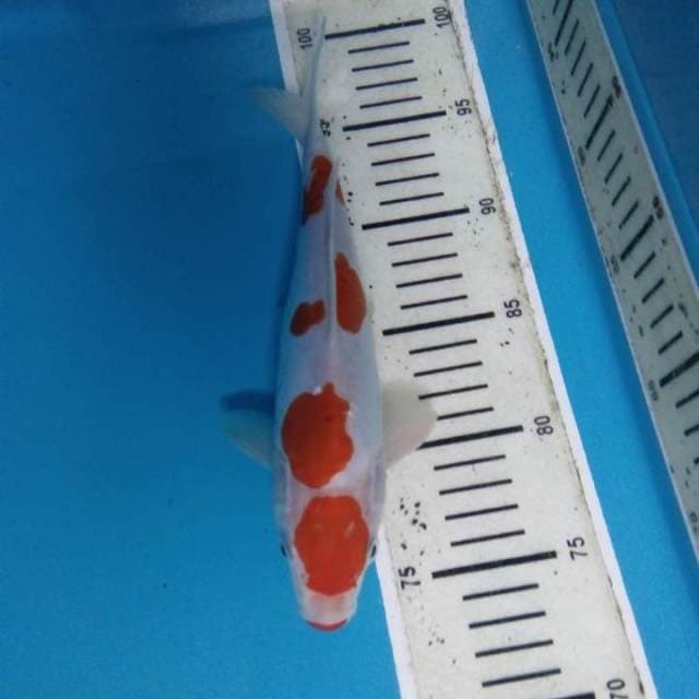 Kohaku doitsu