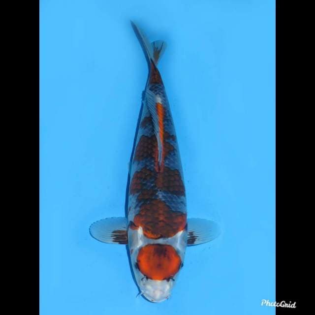 45cm fml , Jumbo Maruten Goshiki