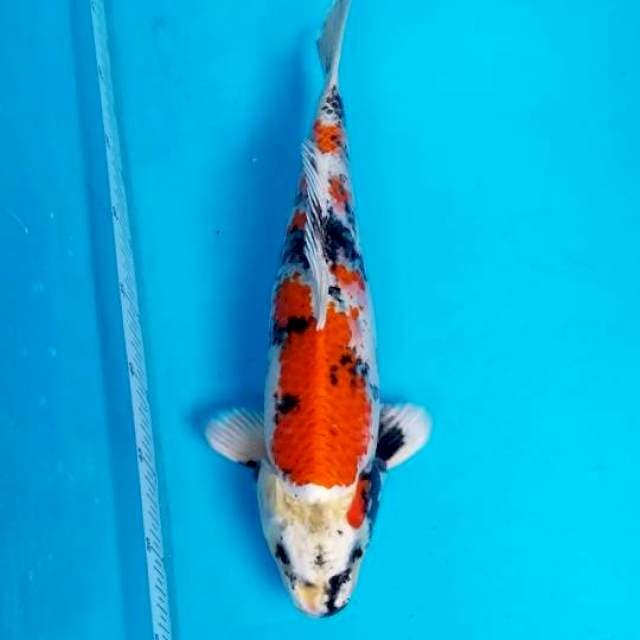 KIN SHOWA 40 CM FEMALE