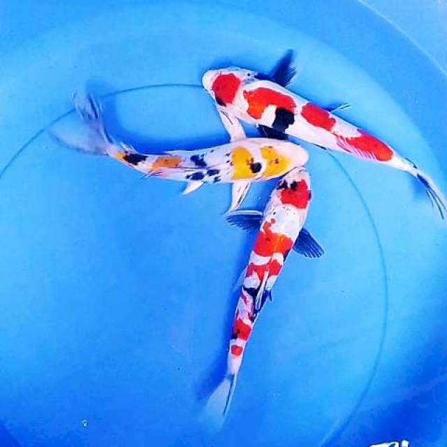 Mix doitsu 22-23 cm