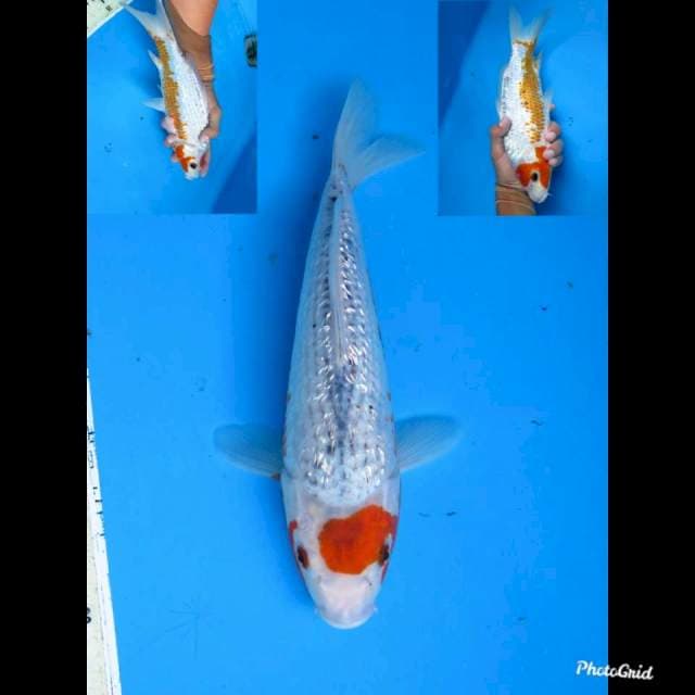 29cm fml , Yuki Maruten Ginrin