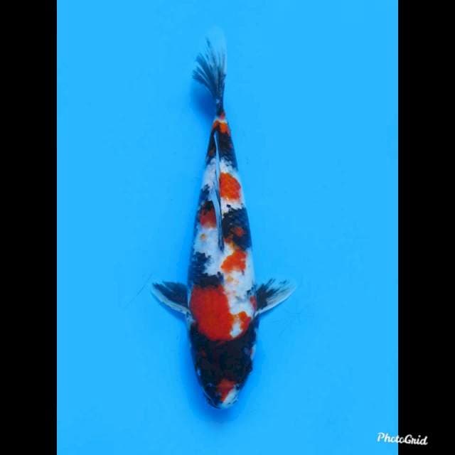 27cm male , Strong Showa Sanshoku