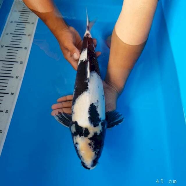Shiro bagus 45 cm