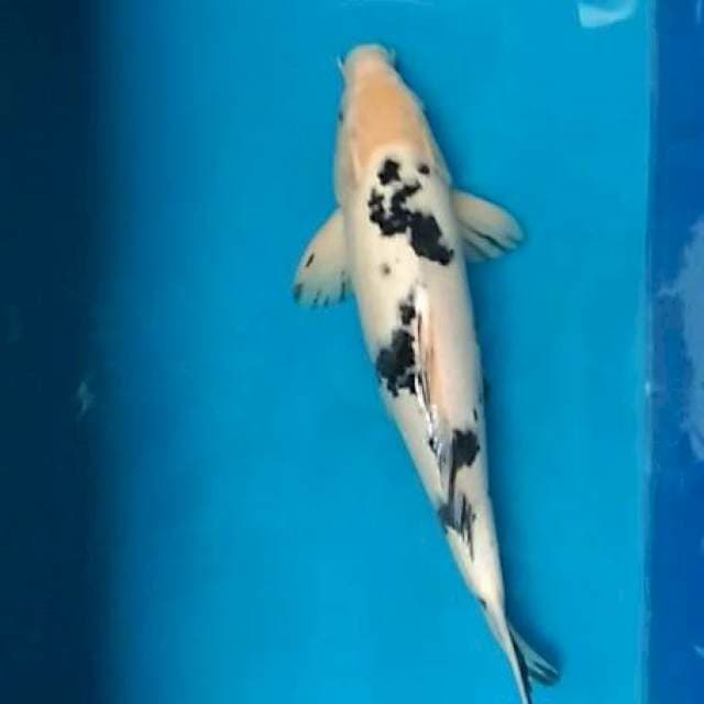 Shiro bekko male 40cm ganteng