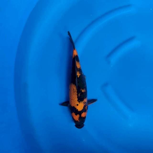 Hi utsuri 35 cm