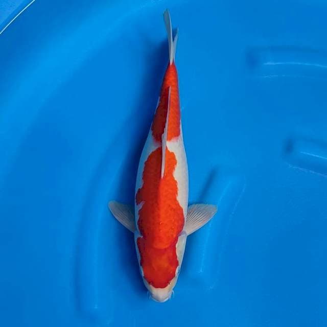 KOHAKU STRONG 39 CM