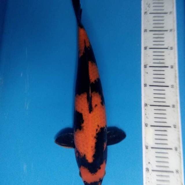 Hi Utsuri 45 cm