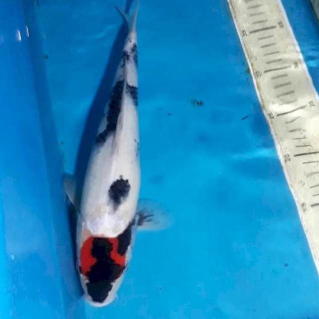 Tancho showa 32 cm
